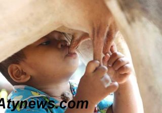  زمان استفاده از شیر گاو برای نوزادان